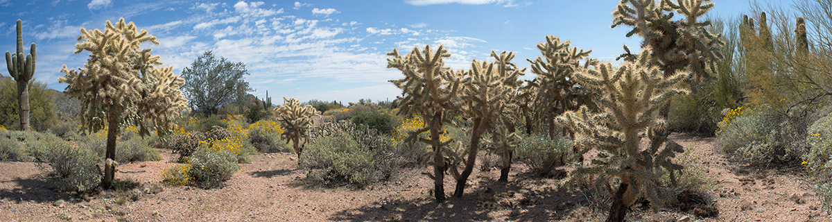 Mesa AZ