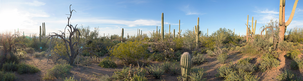 Tucson AZ