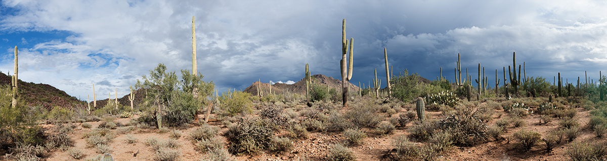 Tucson AZ